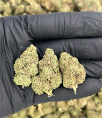 LA Pop Rocks x Mimosa weed strainn