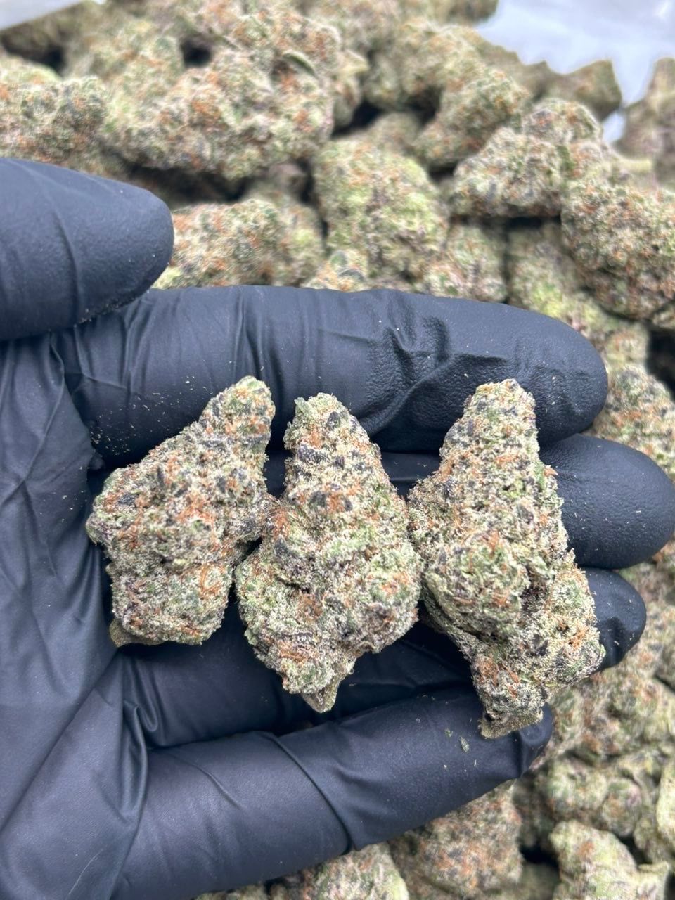 Pink Candy Weed strain