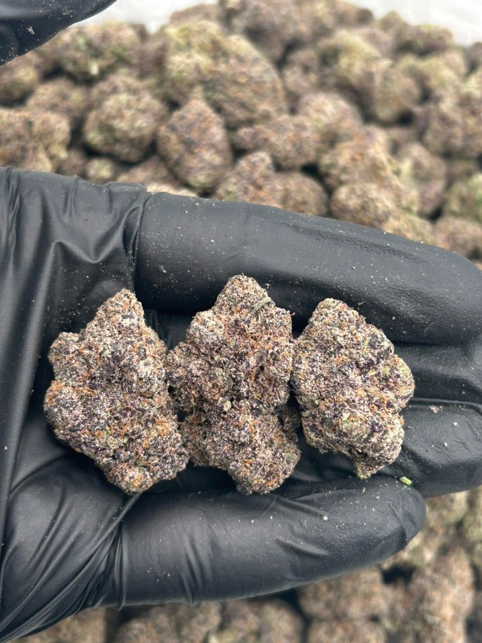 WARHEAD Cannabis Strain