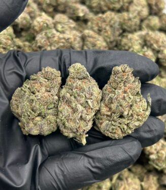 Frosted SlushIe Weed Strain