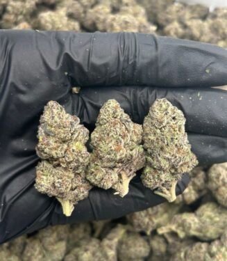 Black Cherry Gelato (Hybrid)