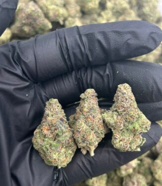 PINK GUAVA strain