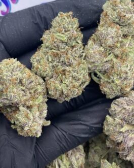 Black Cherry Gelato (Hybrid)