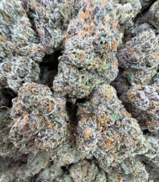Buy Black Cherry Gelato – Premium Cherry-Sweet Hybrid Strain