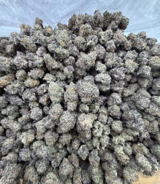 Buy Quality Batch White Truffles Strain – Premium Relaxation