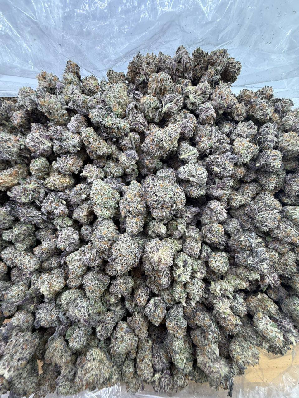 Buy Quality Batch White Truffles Strain – Premium Relaxation