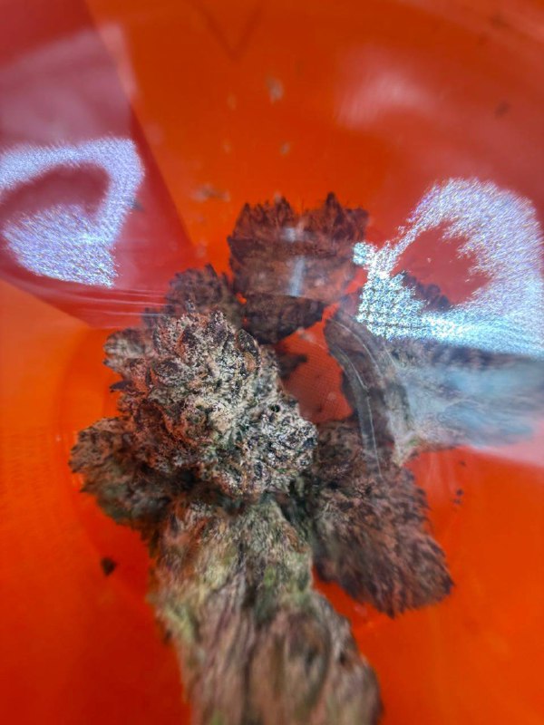 Buy Sherbinski Strain – Premium Flower, Flavor & Effects