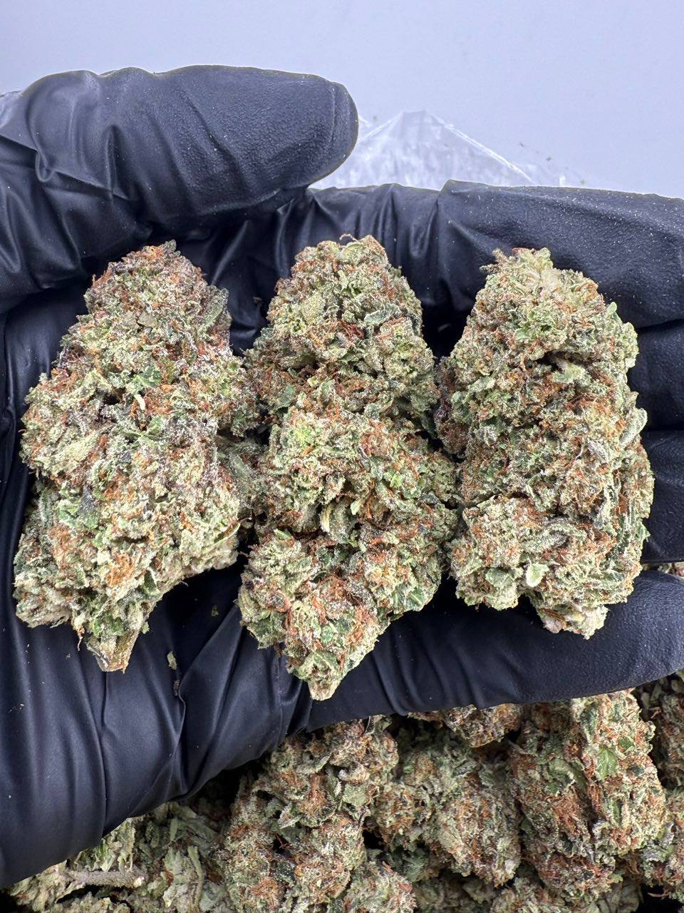 Buy Violet Fog Strain | Balance Effects & Sweet Grape Flavor